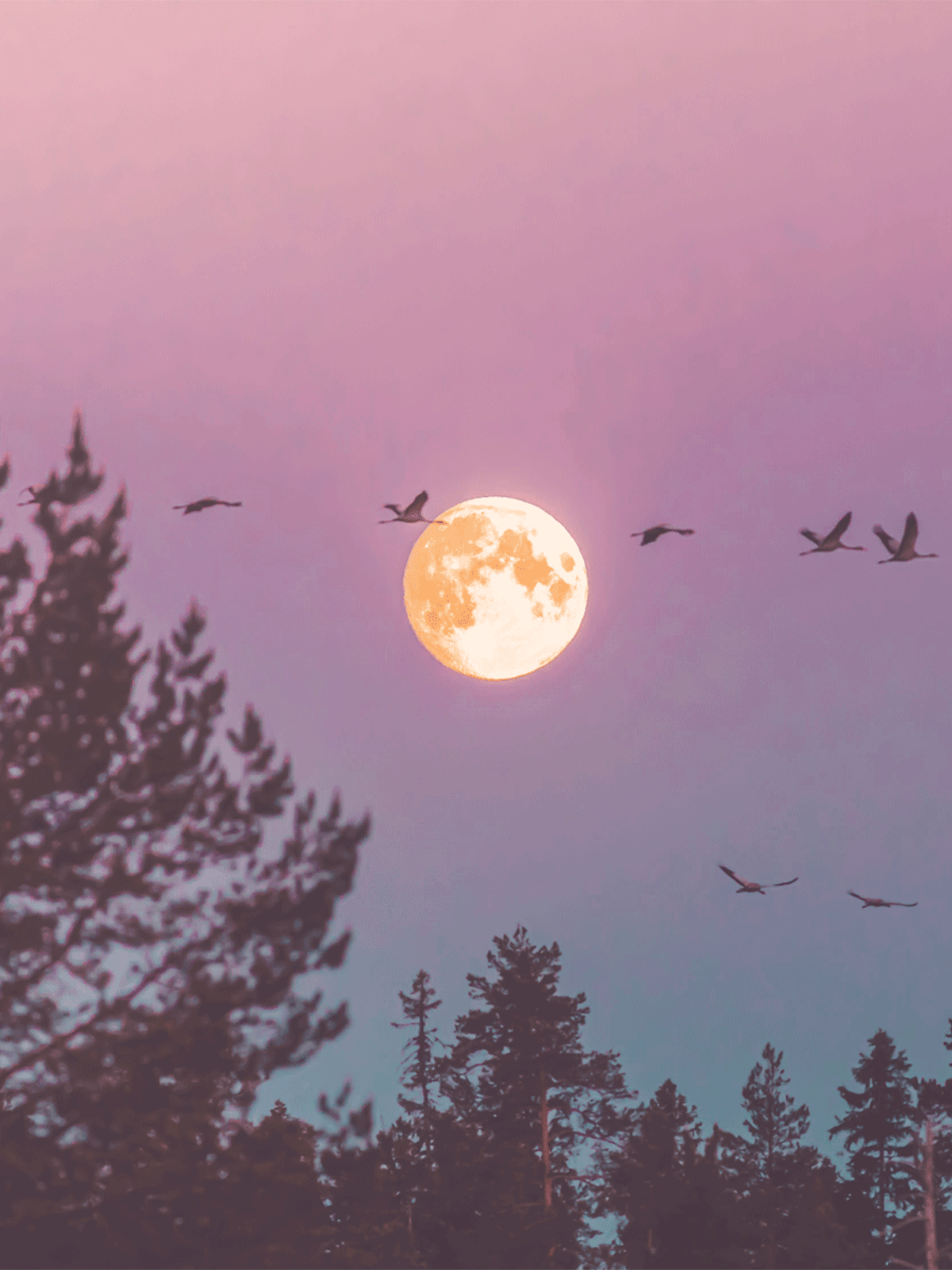 Månen i bakgrund till skog och fåglar